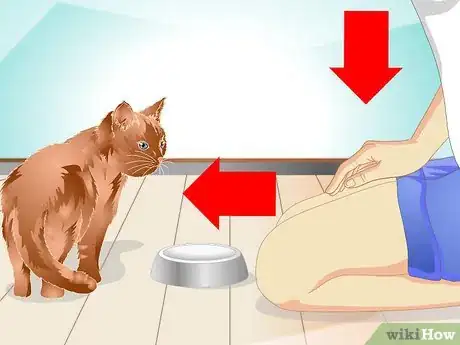 Image intitulée Teach a Cat to "High Five" Step 14